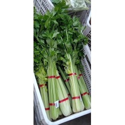 蔬菜捆扎機(jī)，小型扎把機(jī)，蒜苔捆扎，蒜苔束帶，昆勁小型捆扎機(jī)